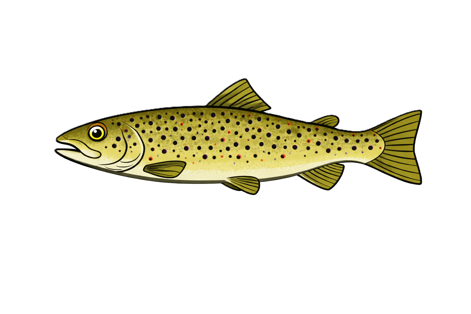 Wild Brown Trout
