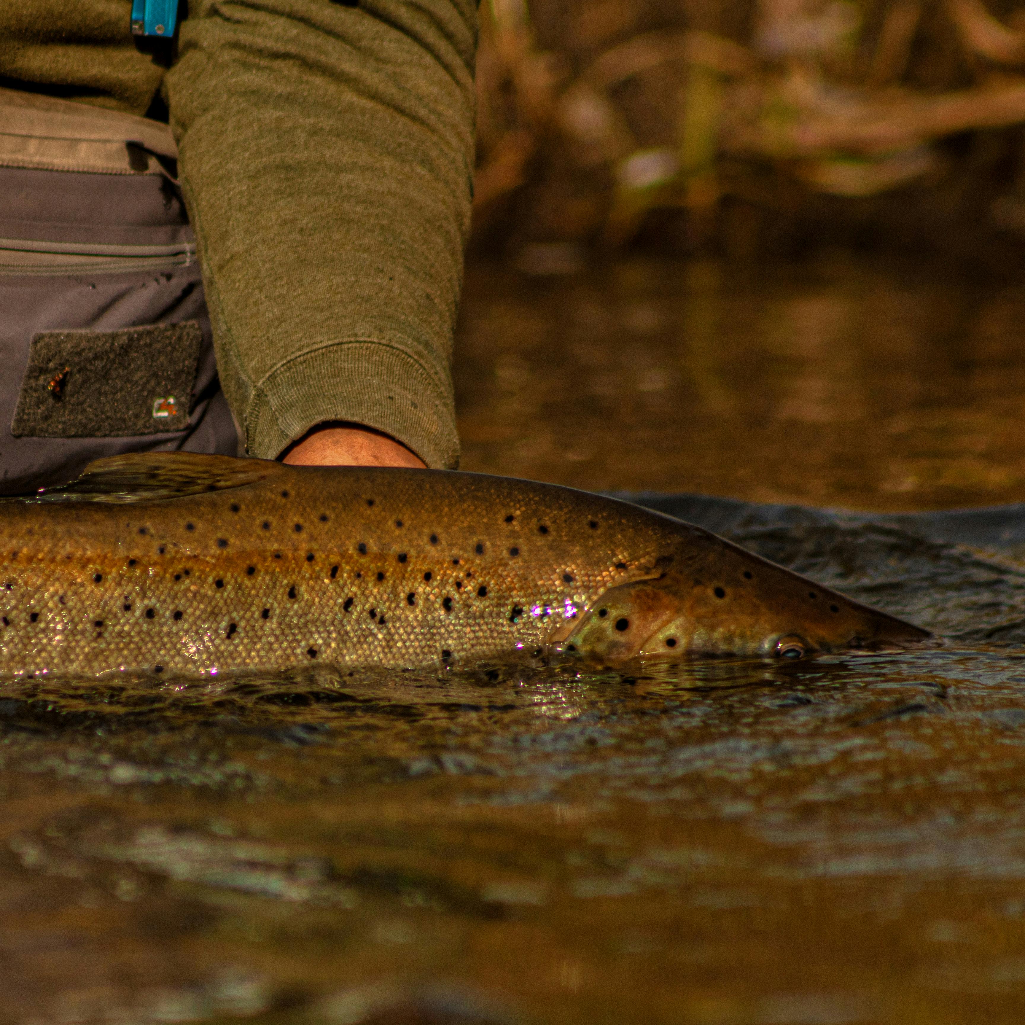 An angler carefully releasing a wild brown trout back into a clear Irish river