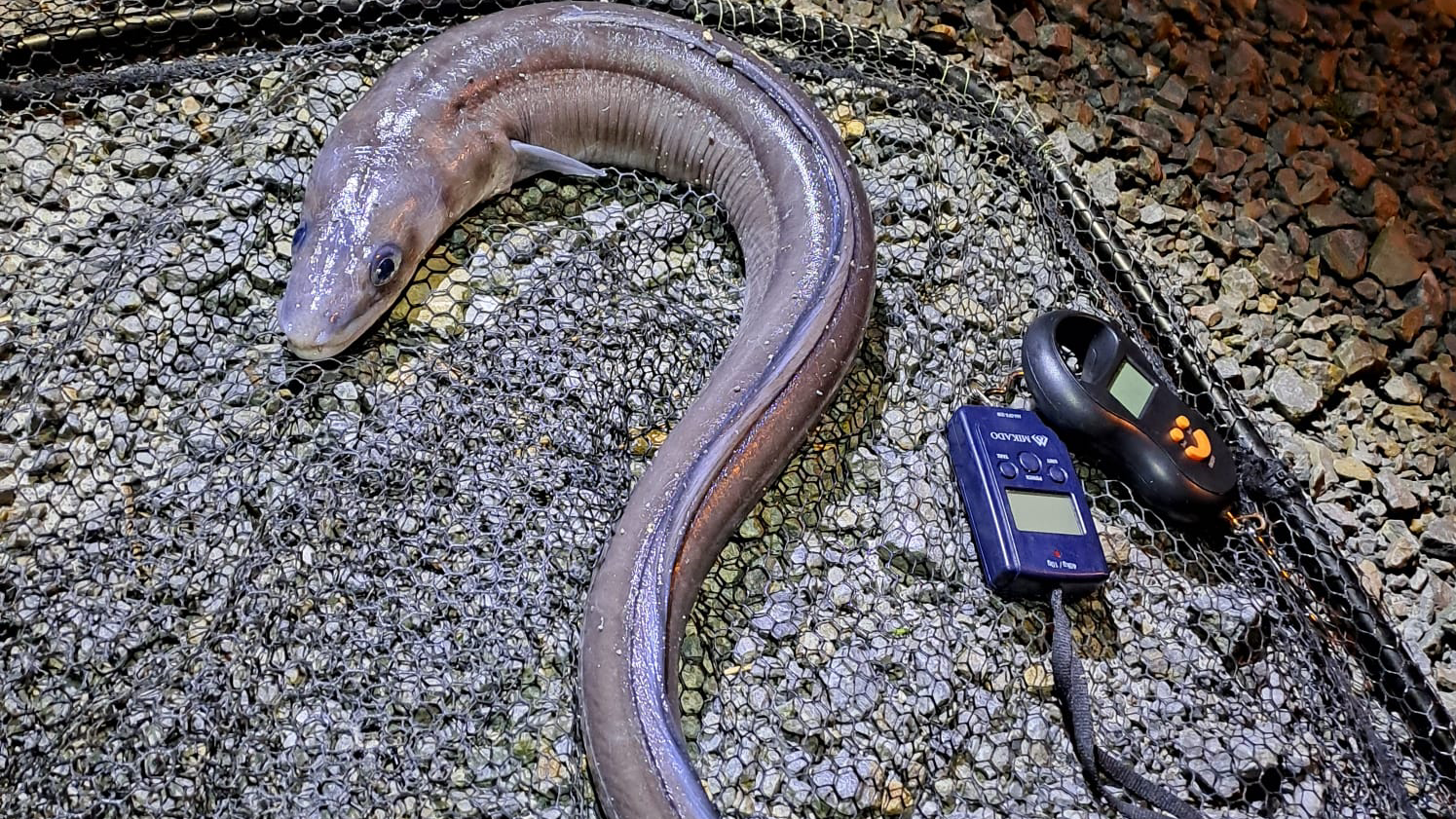 Conger eel caught from Tarbert Pier on the Shannon Estuary