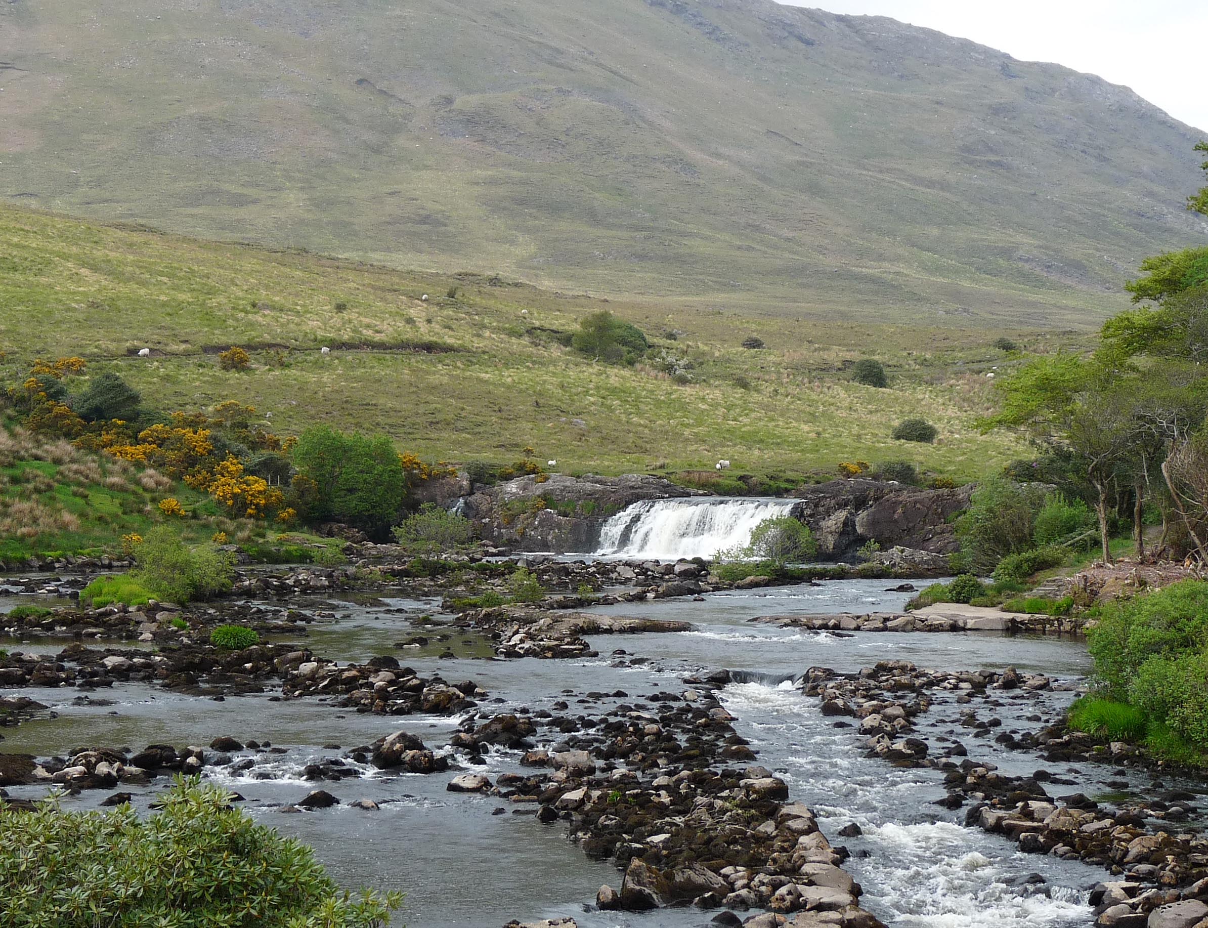 Fishing at River Erriff, Co. Galway
