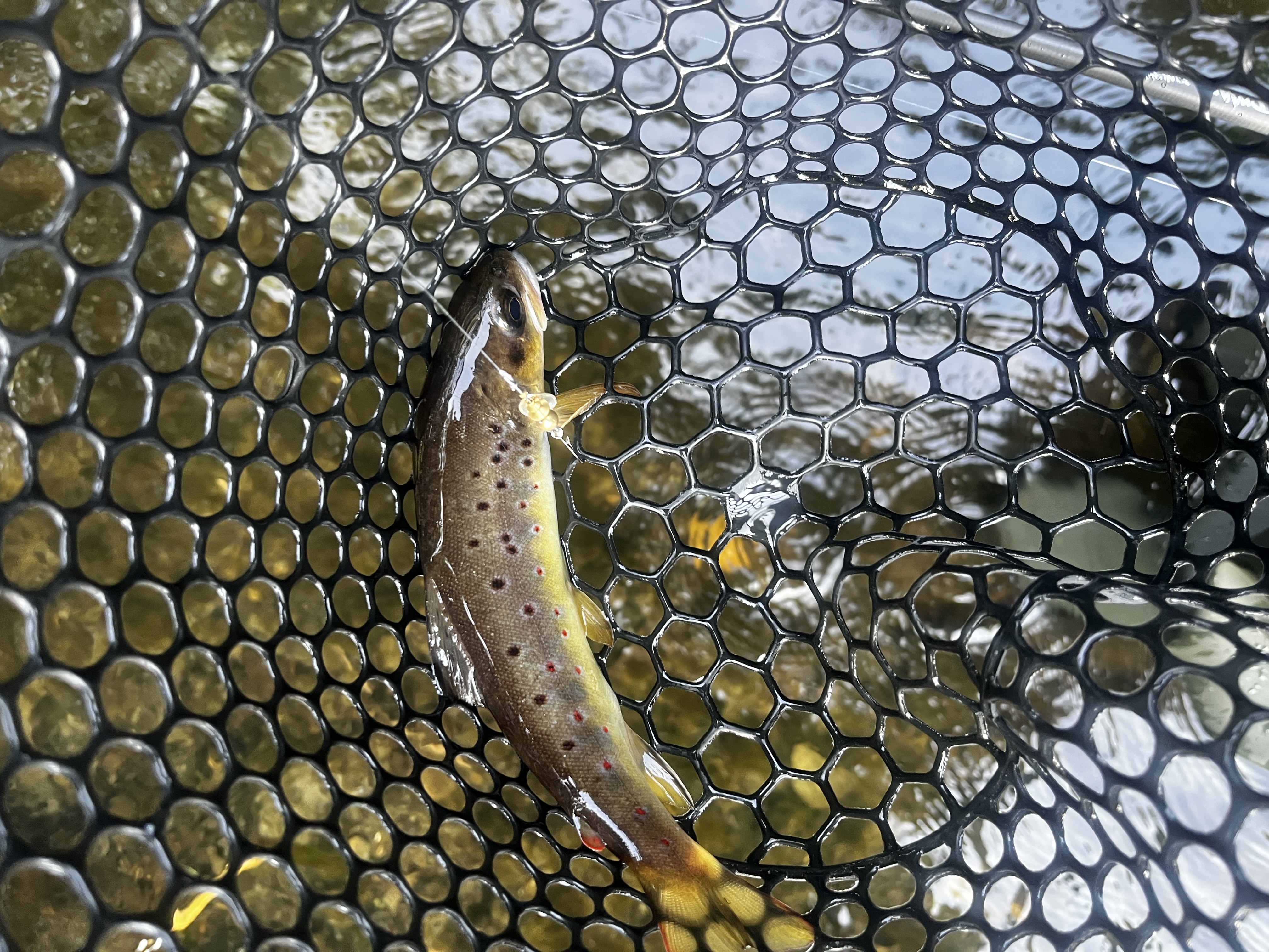 Fishing report photo from Devin river (Dublin)