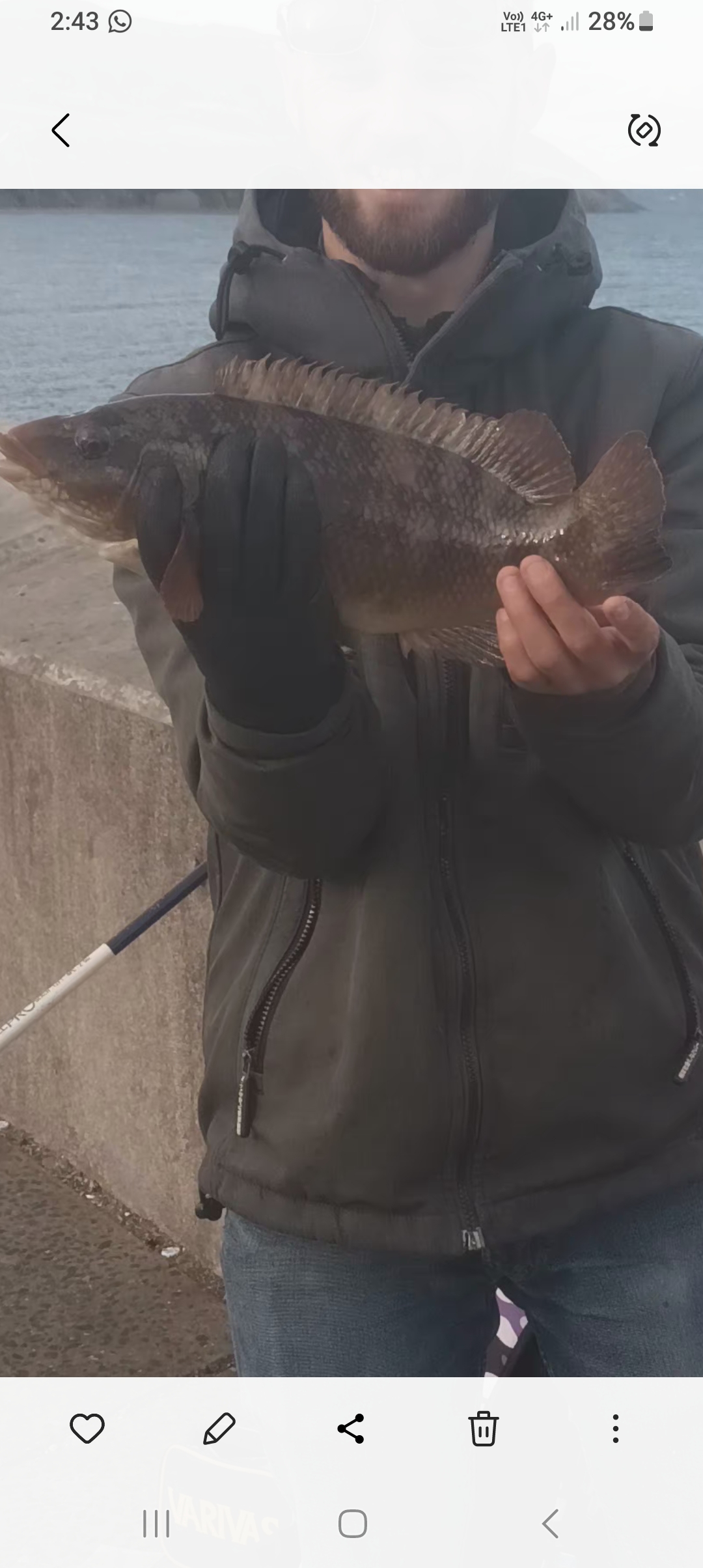 Fishing report photo from Greystones