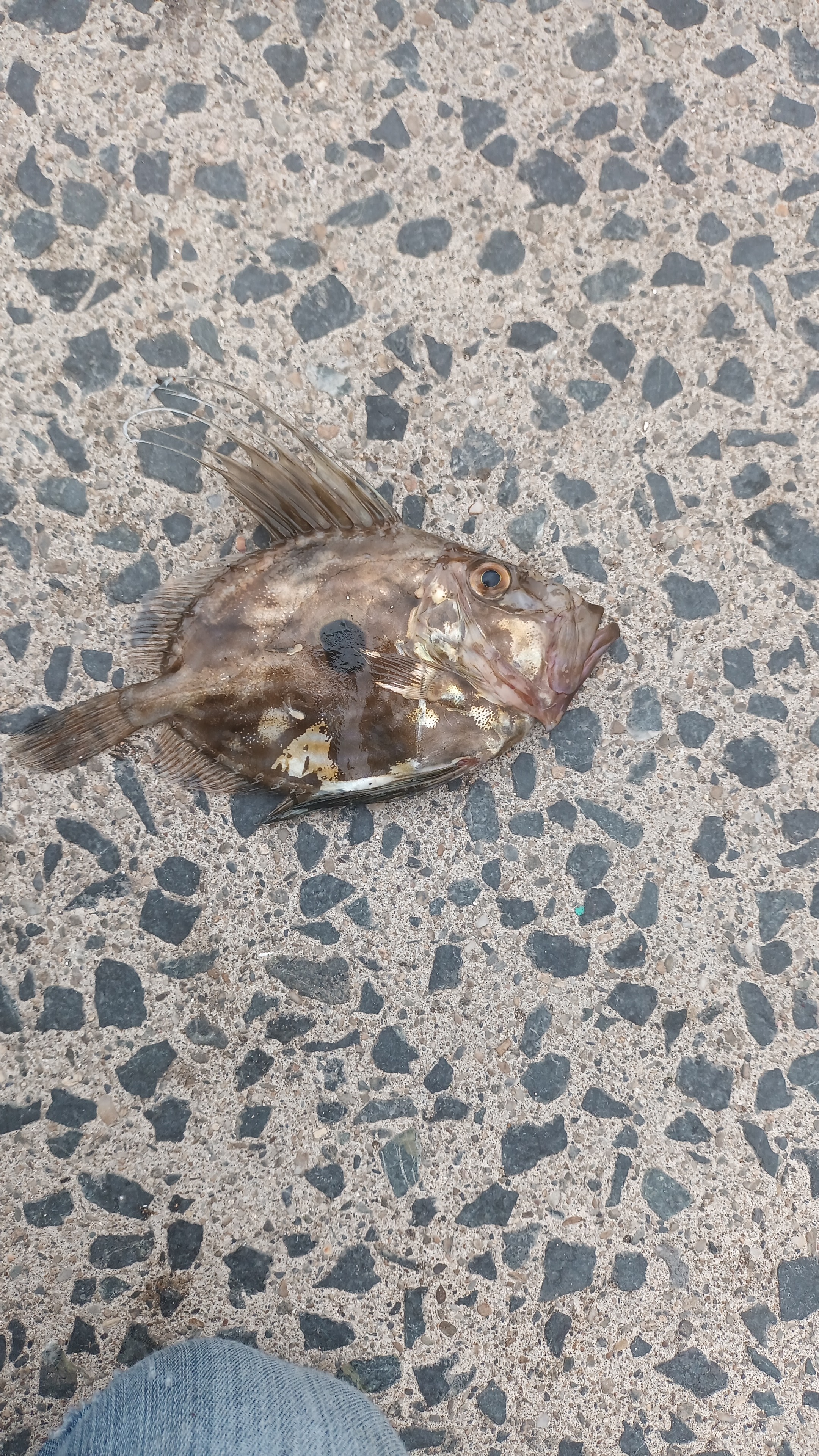 Fishing report photo from Greystones
